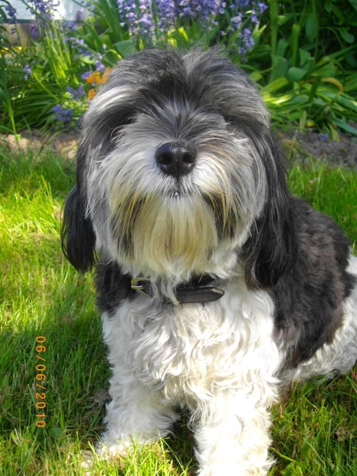 Løwchen Max billede 13