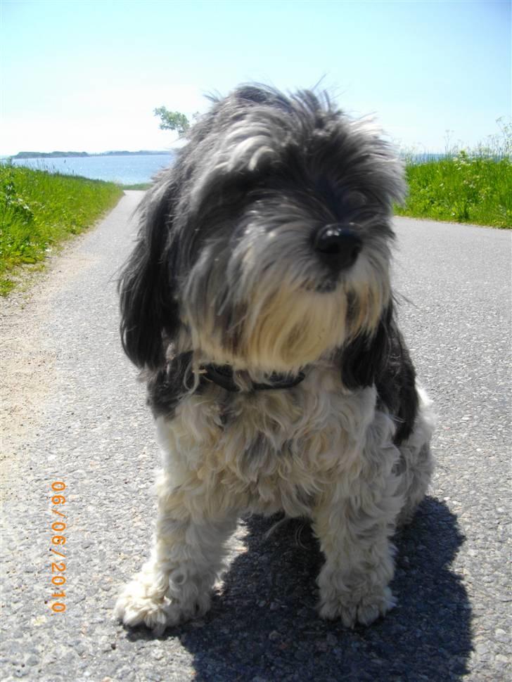 Løwchen Max billede 14