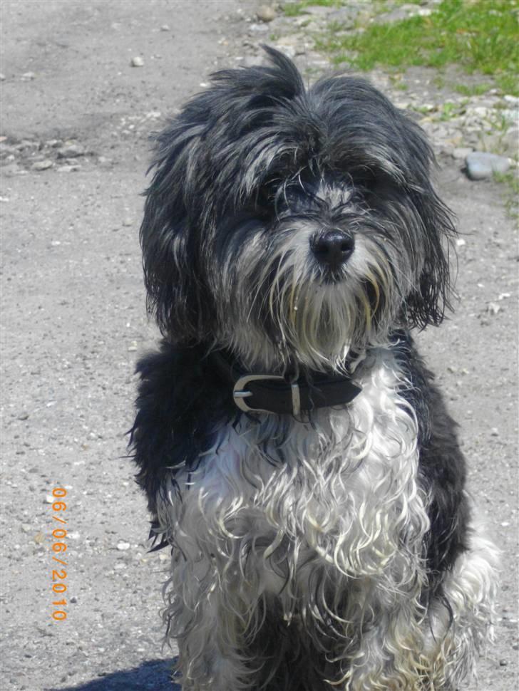 Løwchen Max billede 15