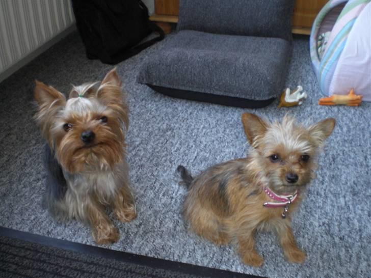 Blanding af racer *** Pippi ***FLYTTET*** - Smukke Pippi sammen med far billede 20