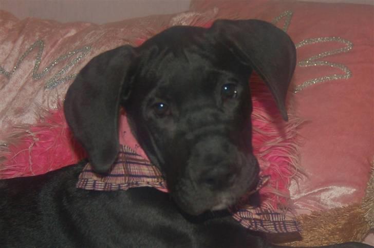 Grand danois Mercedes <3 - 8 uger gammel :) billede 1