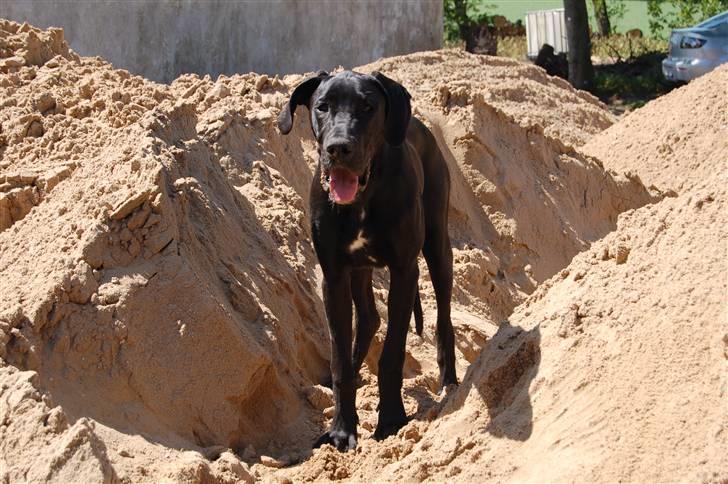 Grand danois Mercedes <3 - februar 2008 billede 2