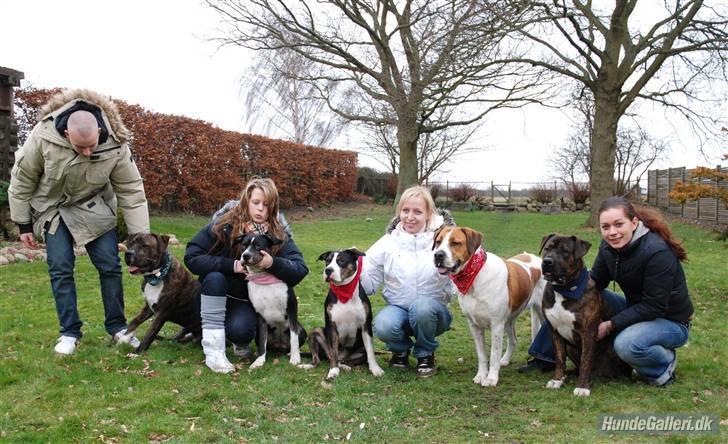 Blanding af racer Balder - Balder med nogle af sine søskende samt deres skønne mor Frida billede 11