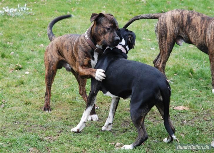 Blanding af racer Balder - Balder er lidt vild med søster Shiva billede 12