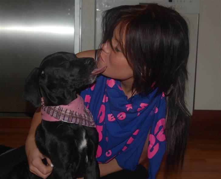 Grand danois Mercedes <3 - første dag hjemme :) billede 3