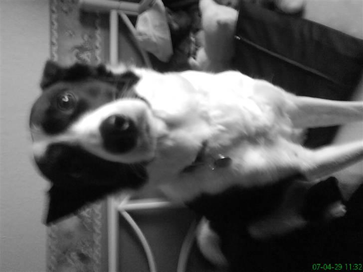 Border collie Dundee - er jeq ikk bare en sweety lille hund ? billede 1