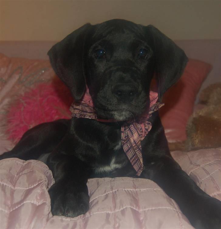 Grand danois Mercedes <3 billede 4