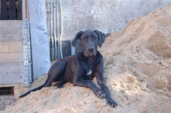 Grand danois Mercedes <3 billede 5