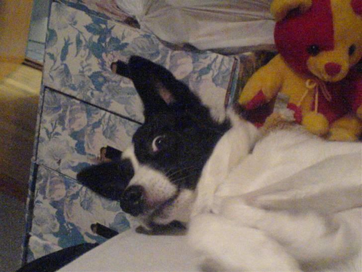 Border collie Dundee - hva´ skeR der her ? billede 2