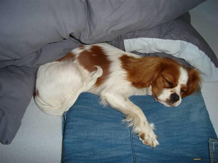Cavalier king charles spaniel alberte billede 11