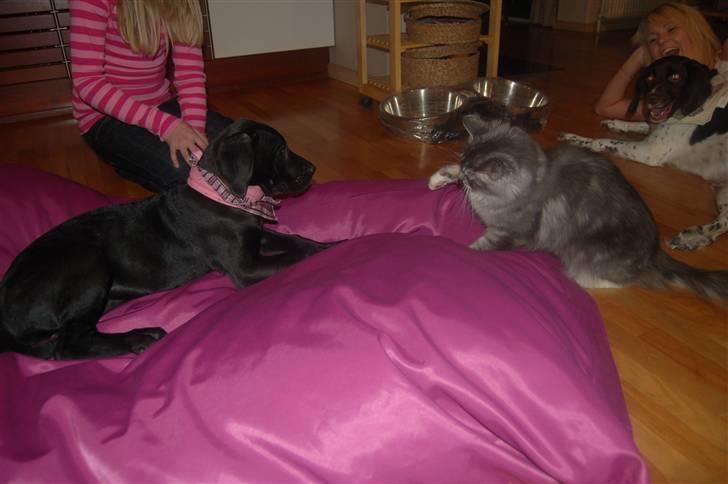 Grand danois Mercedes <3 - begge hunde, Min kat og mine 2 søskende. første dag hjemme :) billede 6