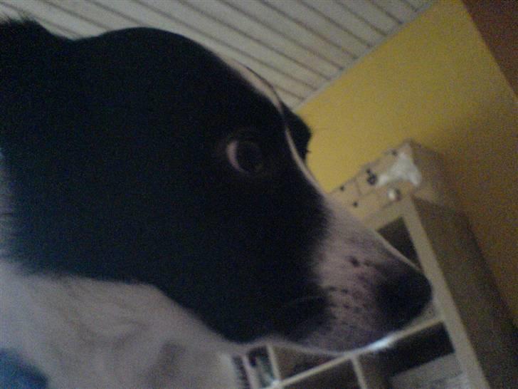 Border collie Dundee - jeq er altid bare så artig ! billede 3