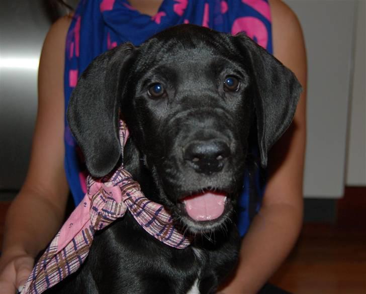 Grand danois Mercedes <3 billede 7