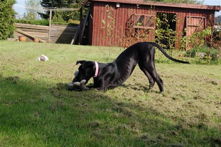 Grand danois Mercedes <3 billede 8