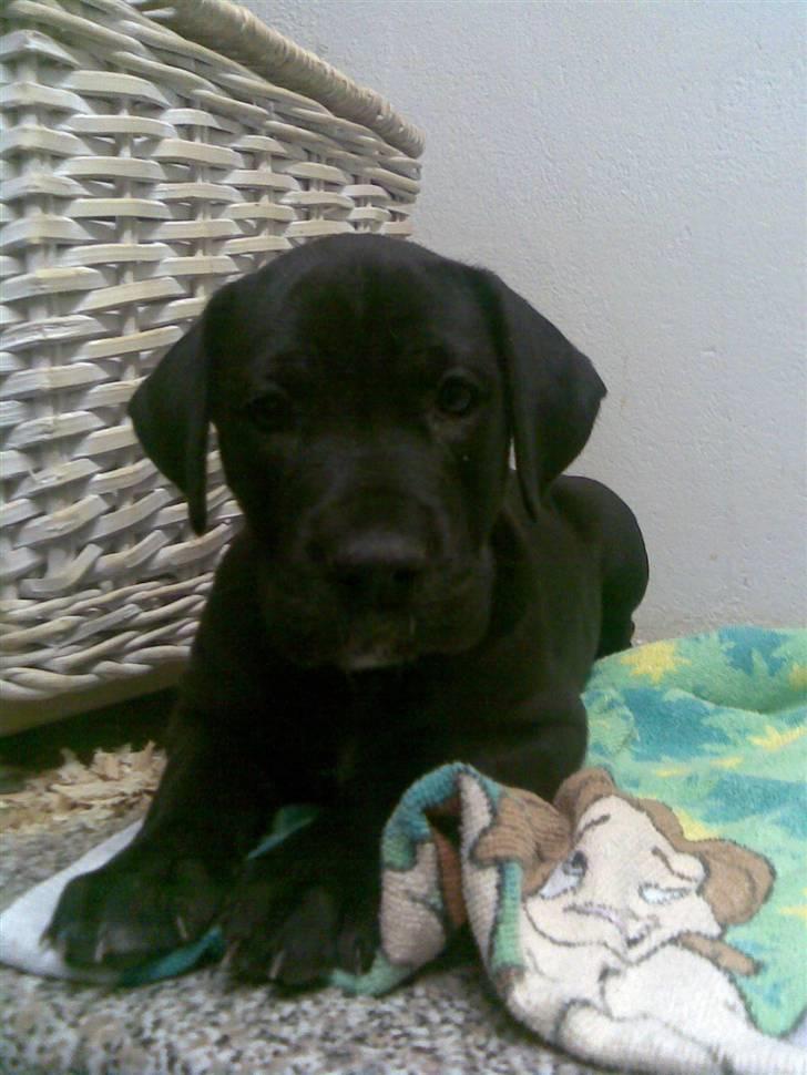 Grand danois Mercedes <3 - 4 uger gammel :) billede 9