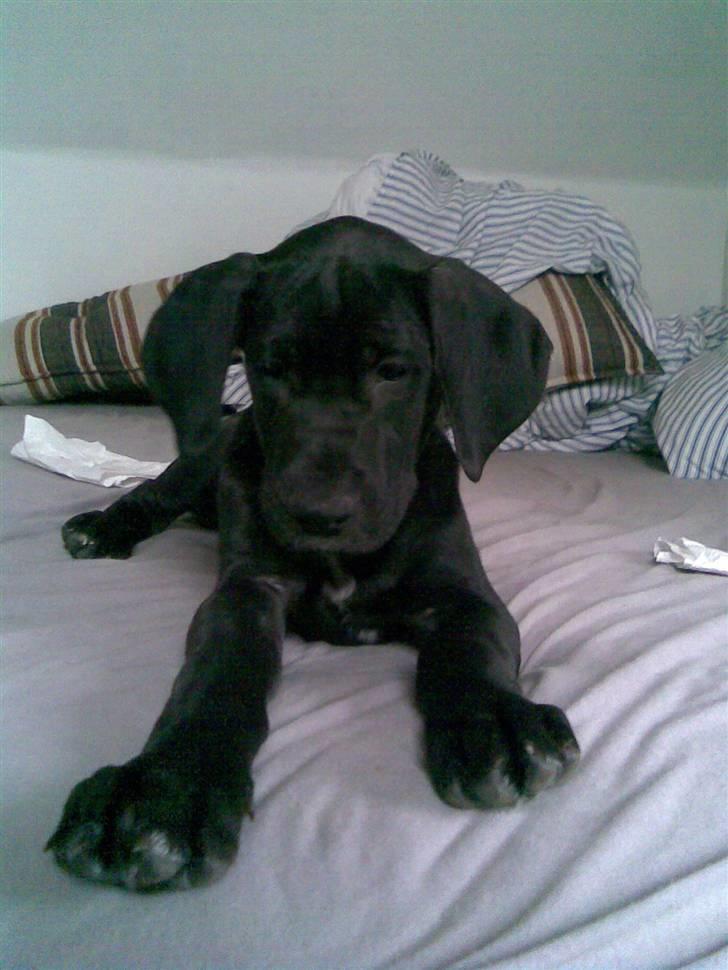 Grand danois Mercedes <3 - 6 uger :) billede 10