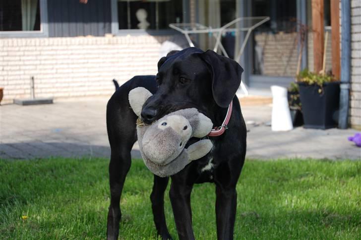 Grand danois Mercedes <3 billede 11