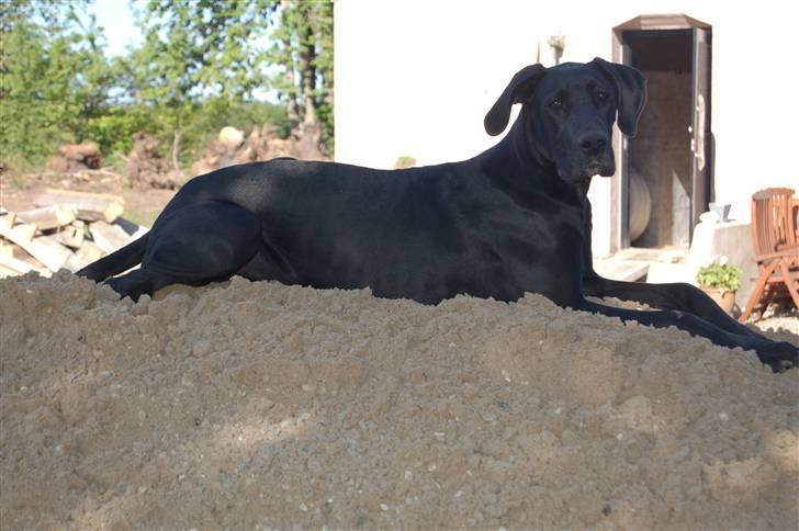 Grand danois Mercedes <3 billede 12