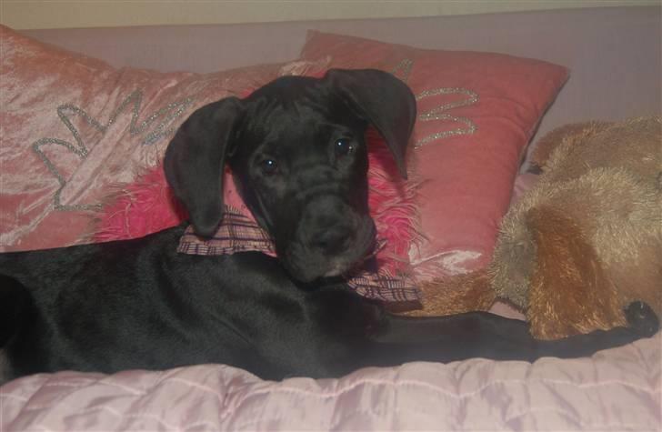 Grand danois Mercedes <3 - 8 uger gammel :) billede 13