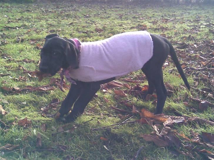 Grand danois Mercedes <3 - 8 uger gammel :) billede 14