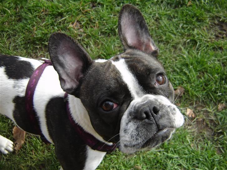 Fransk bulldog Bertha billede 1
