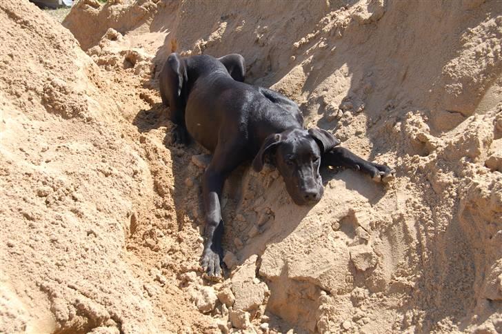 Grand danois Mercedes <3 billede 15