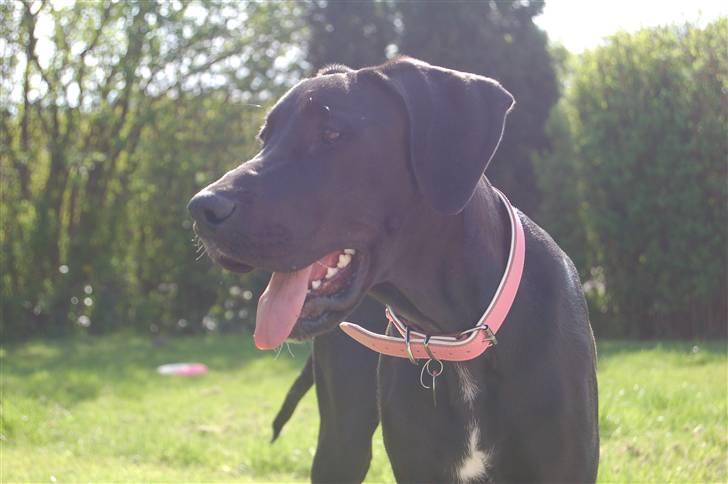 Grand danois Mercedes <3 - 4 ½ måned :) billede 16