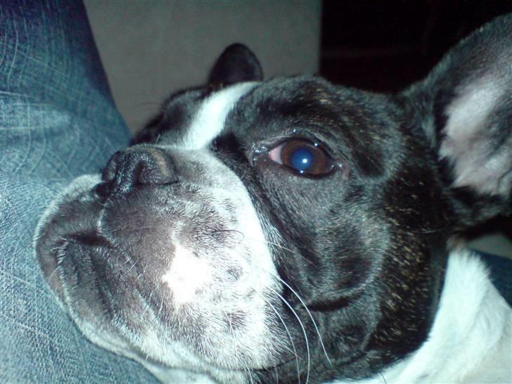 Fransk bulldog Bertha billede 2