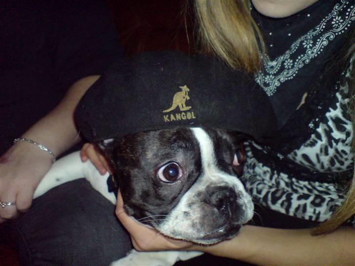 Fransk bulldog Bertha - Lidt cool er man vel altid. billede 3