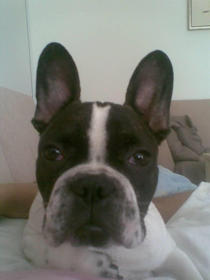 Fransk bulldog Bertha billede 4