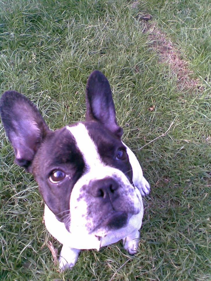 Fransk bulldog Bertha billede 5