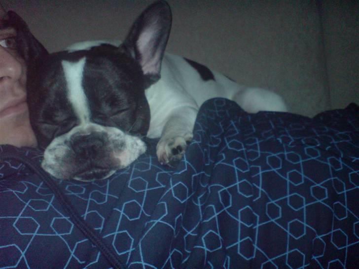 Fransk bulldog Bertha - Sover med far... billede 6