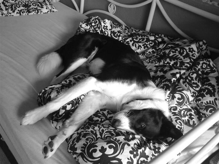 Border collie Dundee - jeg vil sove billede 4