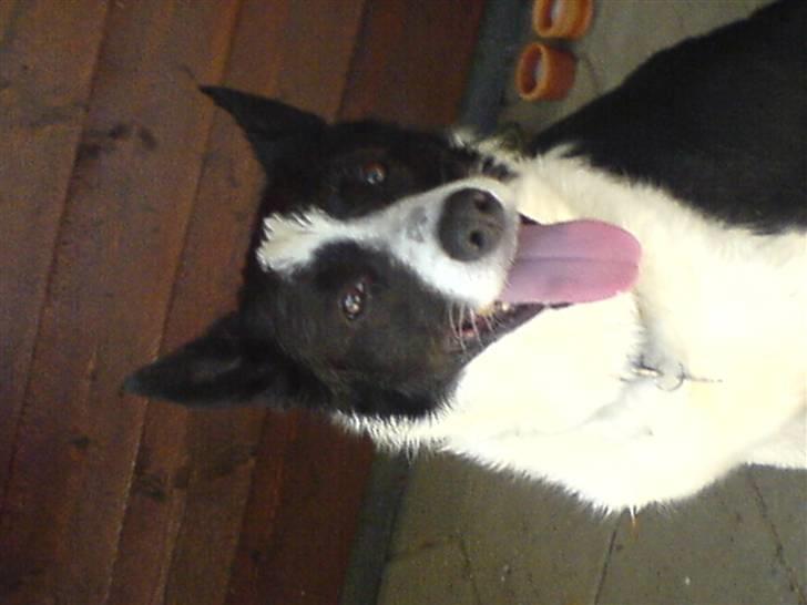 Border collie Dundee - dejigt med et bad billede 5