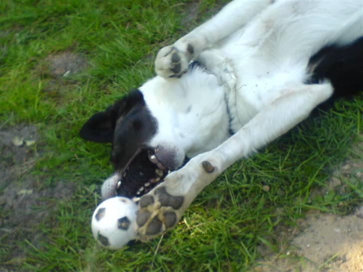 Border collie Dundee - den er bare fin! billede 6