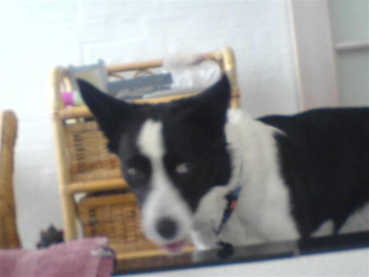 Border collie Dundee - jeg vil os i bad billede 7