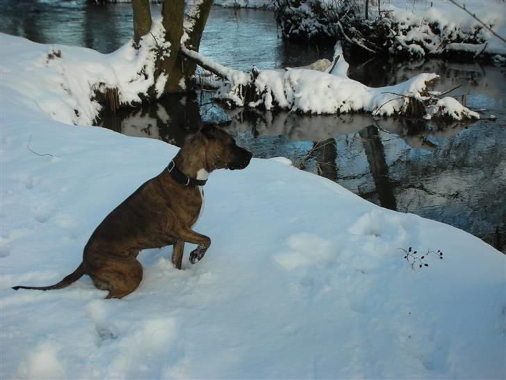 Amerikansk staffordshire terrier Molly billede 1