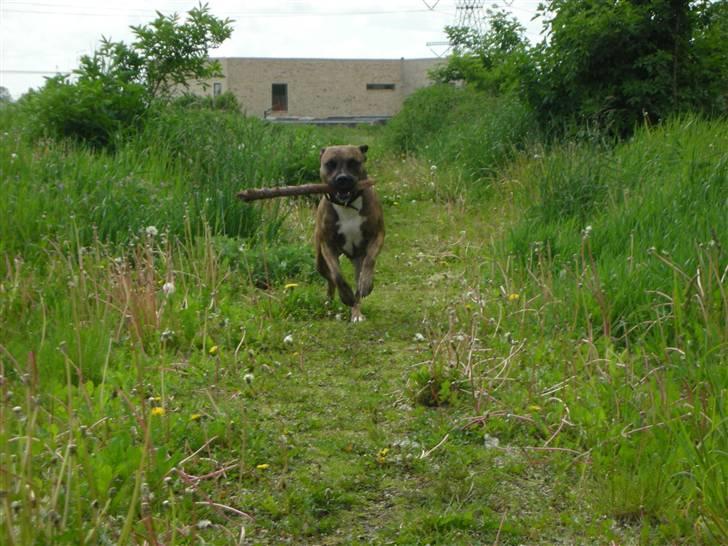 Amerikansk staffordshire terrier Molly billede 2