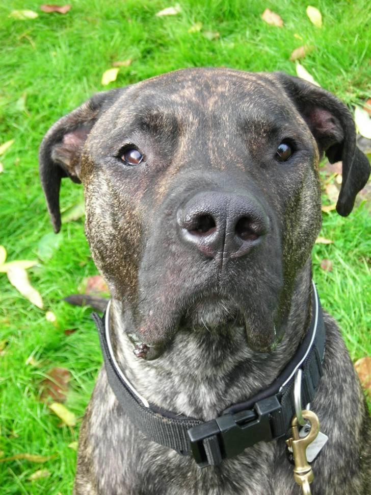 Dogo canario Capone *R.I.P 2009* billede 16