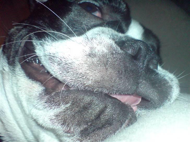 Fransk bulldog Bertha - He He jeg smiler til fotografen... billede 7