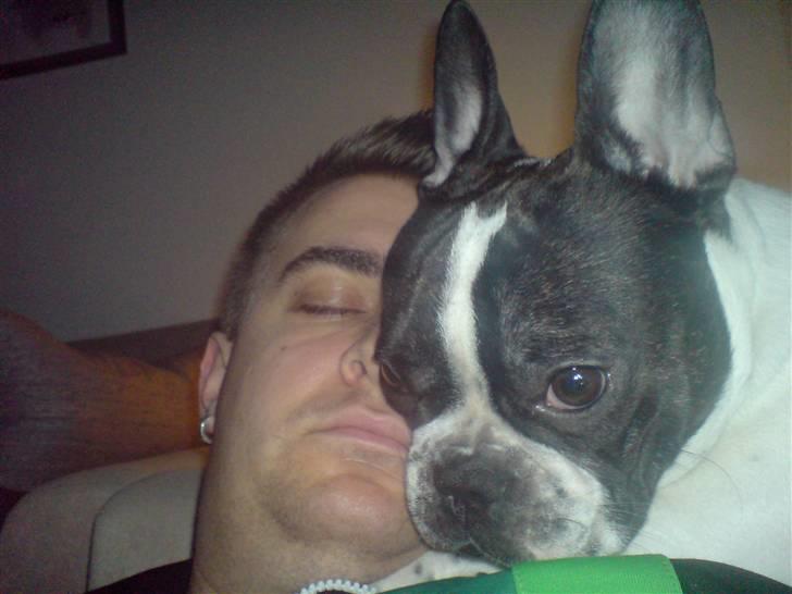 Fransk bulldog Bertha - Sover du far ?? billede 8
