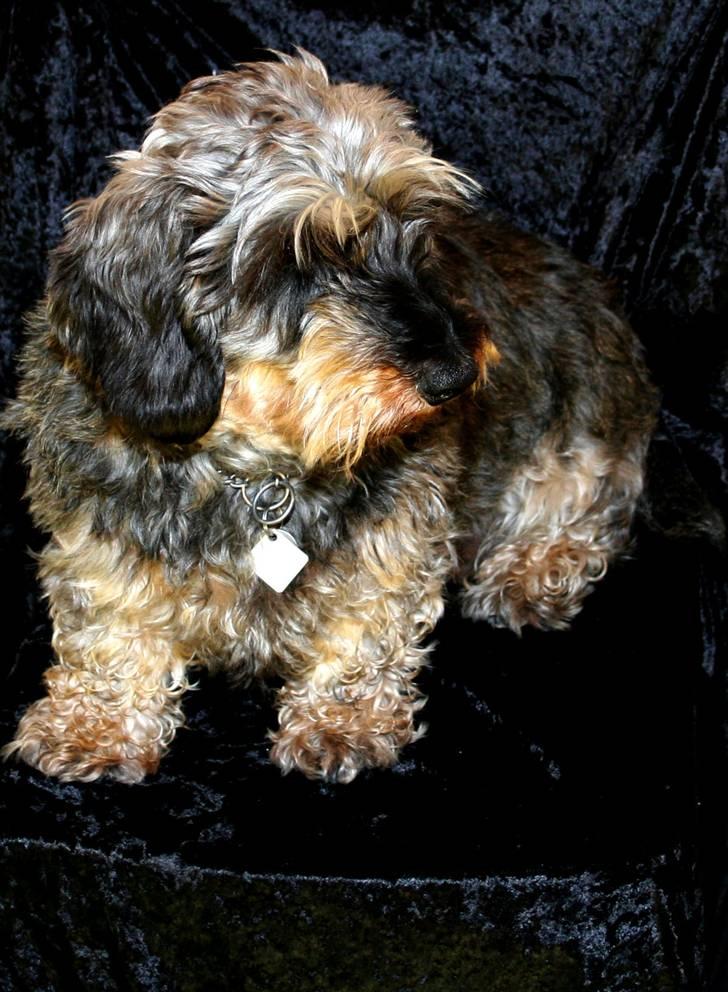 Gravhund Pedro - Pedro hos fotograf billede 1