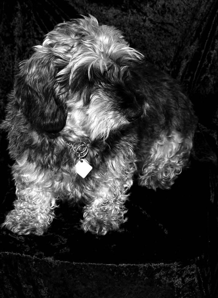 Gravhund Pedro - smukke pedro i sort/hvid, lover der kommer et billede hvor han kigger i kameraet! billede 2