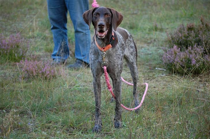 Korthåret hønsehund donna billede 7