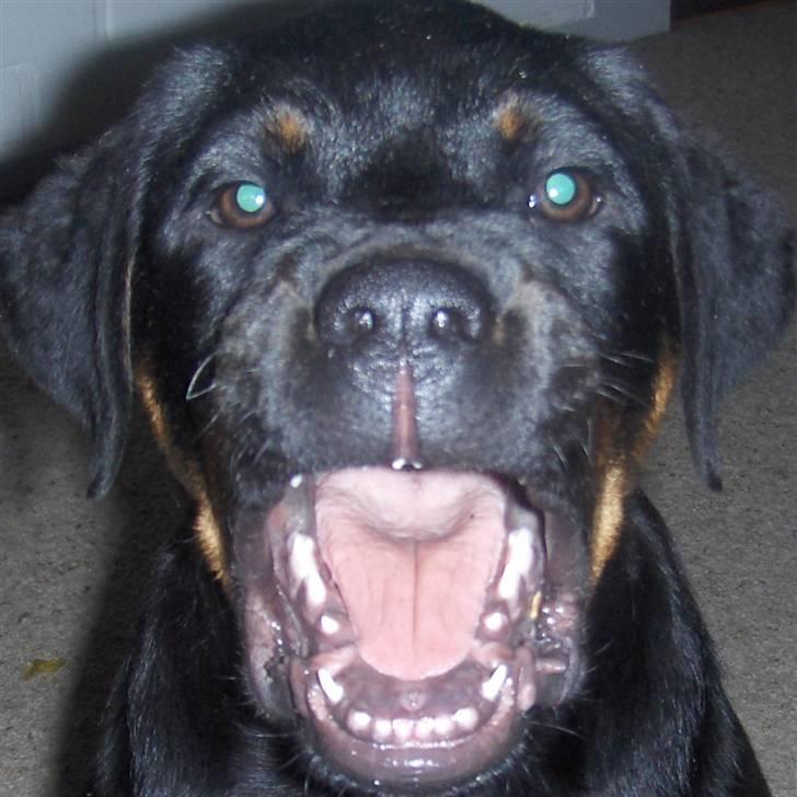 Rottweiler kenzo - jeg er rigtig farlig, 26022008 billede 7