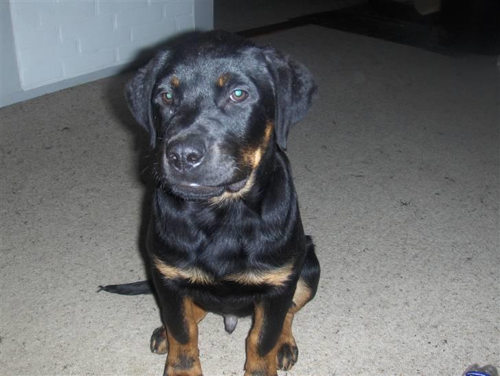 Rottweiler kenzo - sidder og lytter 26.02.08 billede 8