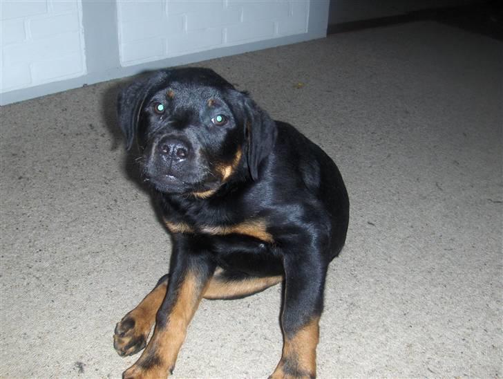 Rottweiler kenzo - skal altså lige klø mig 26.02.08 billede 9
