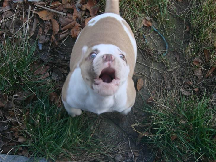 Amerikansk bulldog Sweet Little Alba(Rest in peace) billede 12