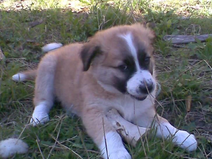 Blanding af racer Kira Cooper *R.I.P* - ``det gamle græs der var jeg boede før´´ billede 10