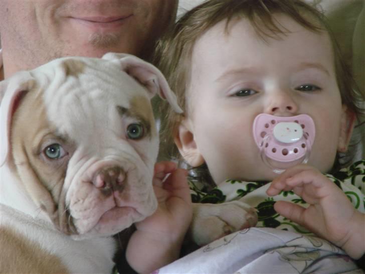 Amerikansk bulldog Sweet Little Alba(Rest in peace) billede 13